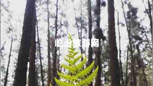 臨汾旅游網(wǎng)