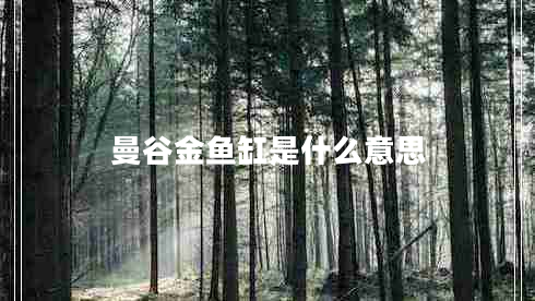 曼谷金魚缸是什么意思