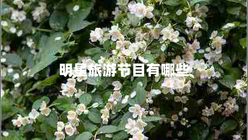 明星旅游節(jié)目有哪些