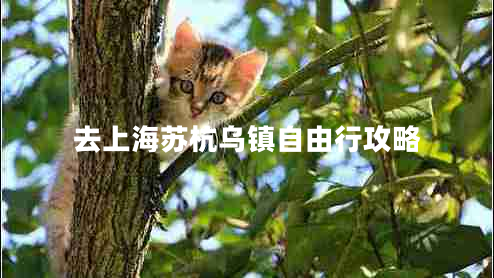 去上海蘇杭烏鎮(zhèn)自由行攻略