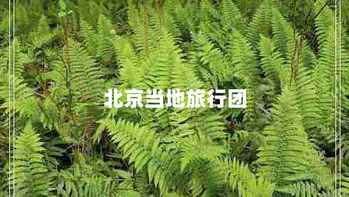 北京當(dāng)?shù)芈眯袌F