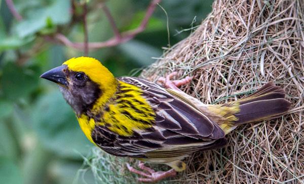 黃胸織布鳥