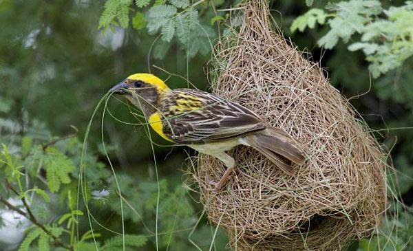 黃胸織布鳥
