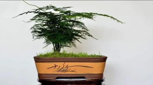 文竹的養(yǎng)殖方法和注意事項(xiàng)