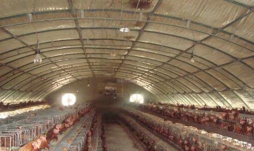 新式養(yǎng)雞大棚花多少錢