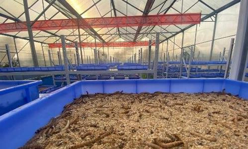 蛋白蟲養(yǎng)殖是真的嗎 蛋白蟲養(yǎng)殖是真的嗎