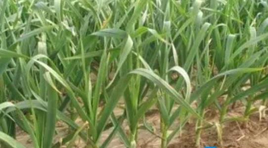 大蒜種植時(shí)間和方法