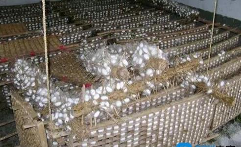 養(yǎng)蠶為什么必須養(yǎng)三年