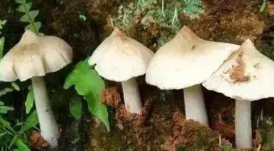 雞樅菌價(jià)格多少一斤