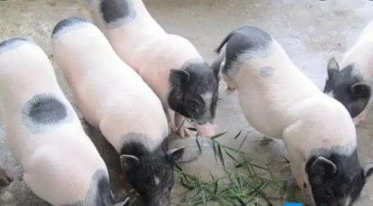 香豬養(yǎng)殖加盟多少錢 香豬養(yǎng)殖加盟多少錢