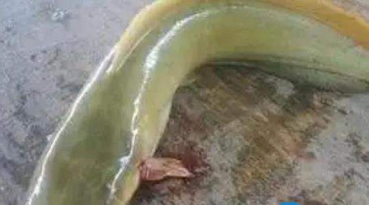 塘角魚養(yǎng)殖周期是多久