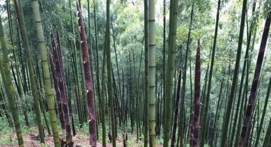 在農村山上種植什么收益快