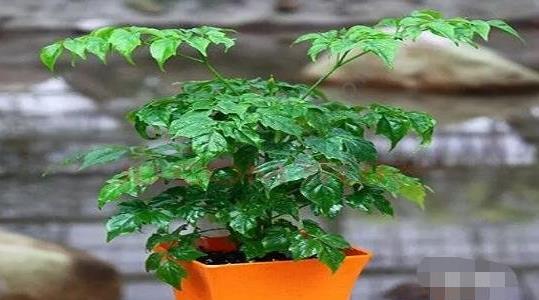 幸福樹(shù)的養(yǎng)殖方法和注意事項(xiàng)