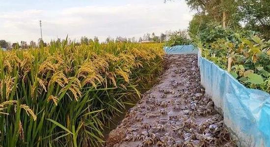 養(yǎng)螃蟹賺錢嗎