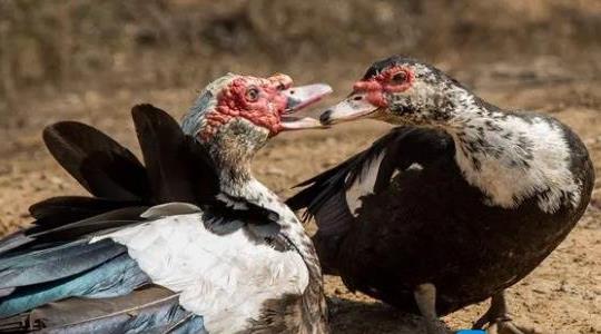 番鴨市場價一斤多少錢