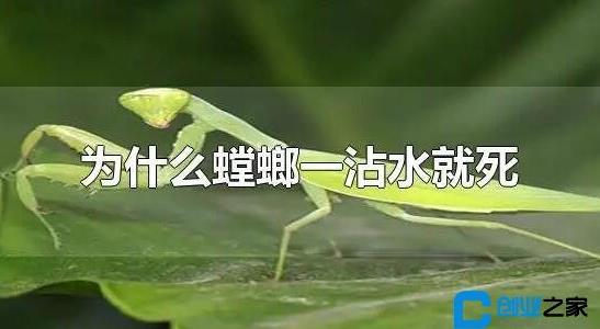 螳螂是益蟲還是害蟲