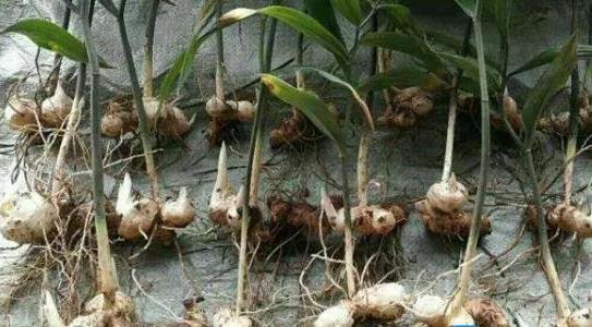 種10畝黃精利潤多少 種10畝黃精利潤多少