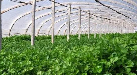 香菜種植方法和時間