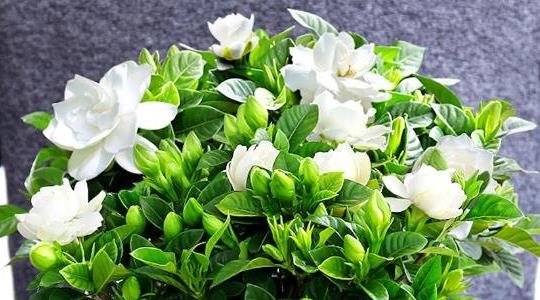 梔子花的養(yǎng)殖方法和注意事項