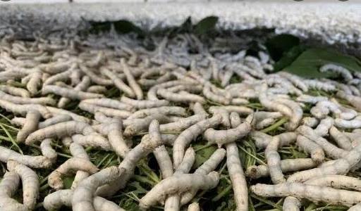 養(yǎng)蠶為什么必須養(yǎng)三年