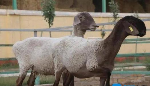 瓦格吉爾羊多少錢一只為什么那么貴 瓦格吉爾羊多少錢一只為什么那么貴