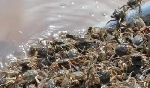 養(yǎng)螃蟹賺錢嗎