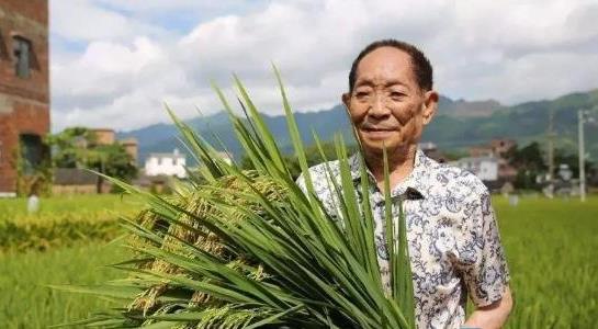 雜交水稻什么時候問世