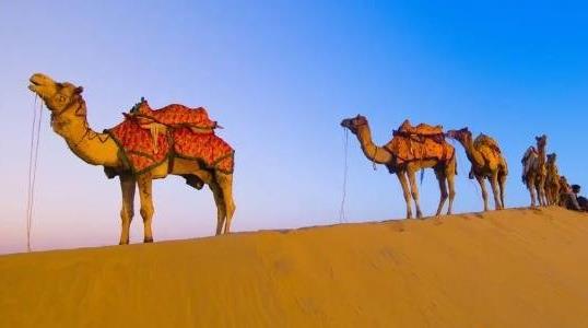 駱駝?dòng)袔讉€(gè)胃都有什么作用