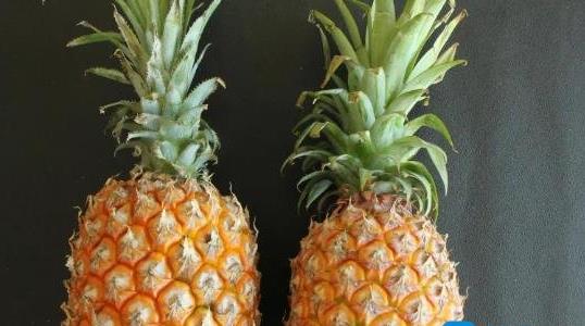 菠蘿長(zhǎng)在樹上還是地上