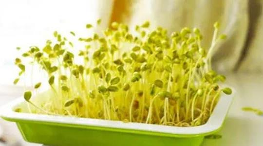 綠豆芽怎么發(fā)豆芽的步驟