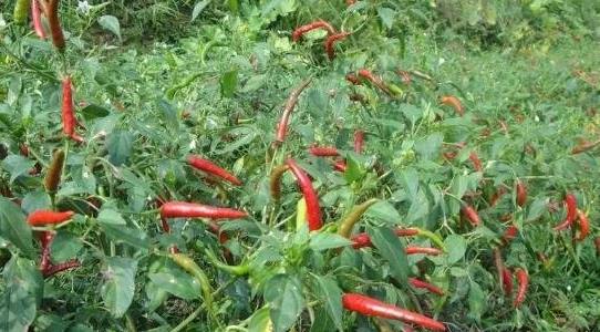 小米辣畝產(chǎn)量多少公斤