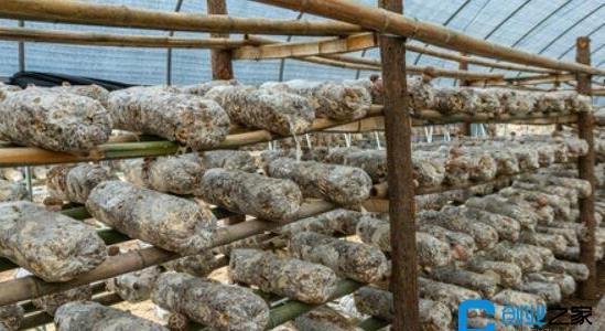 香菇種植大棚投資多少錢 香菇種植大棚投資多少錢