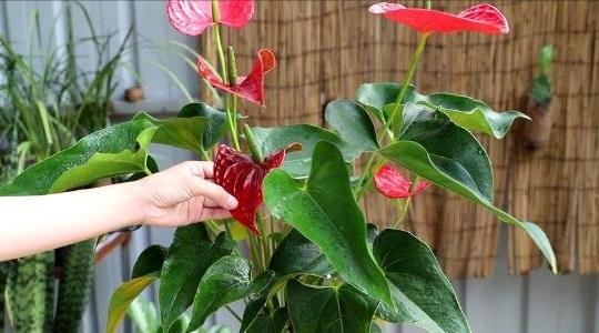 紅掌的養(yǎng)殖方法和注意事項