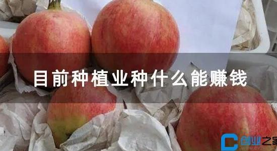 種植什么最賺錢不愁銷路