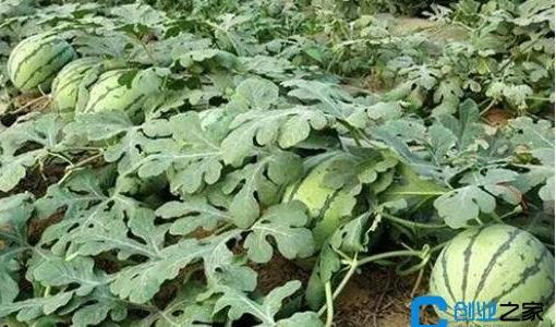 西瓜種植方法和技術(shù)分享