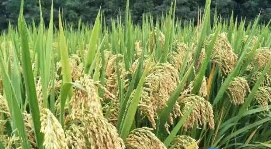 雜交水稻和普通水稻的區(qū)別 雜交水稻和普通水稻的區(qū)別