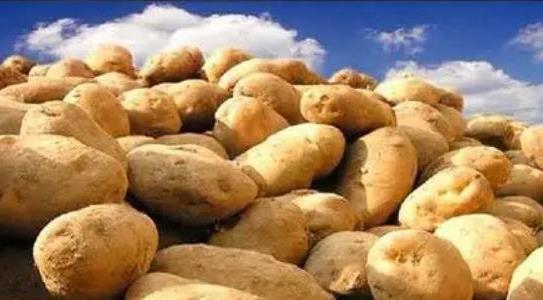 土豆種植多久可以收獲