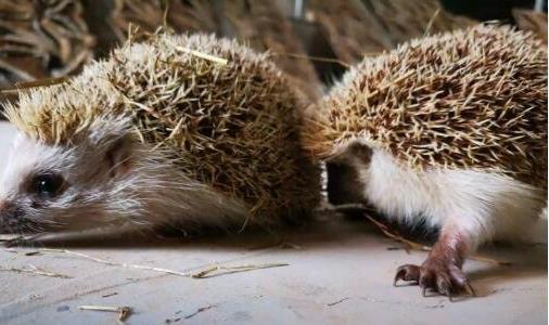 刺猬養(yǎng)殖成本和利潤(rùn)分析