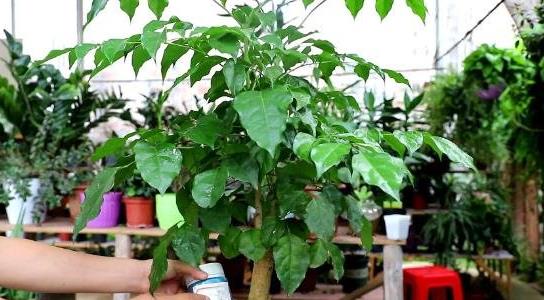 幸福樹(shù)的養(yǎng)殖方法和注意事項(xiàng)