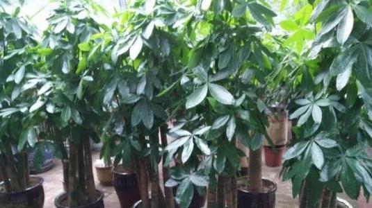 發(fā)財(cái)樹怎么養(yǎng)才能更旺盛
