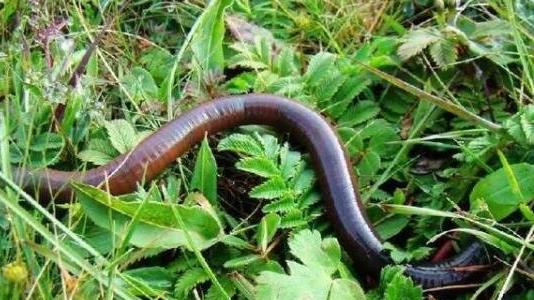 蚯蚓吃什么