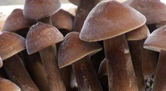 雞樅菌價(jià)格多少一斤