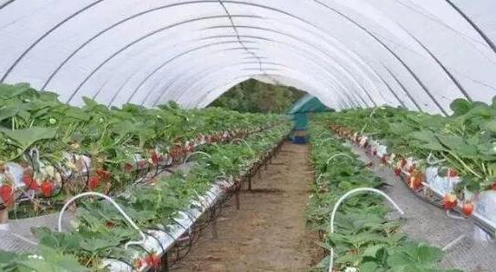 草莓什么時候種植最好