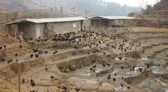 回農(nóng)村創(chuàng)業(yè)干點(diǎn)什么好