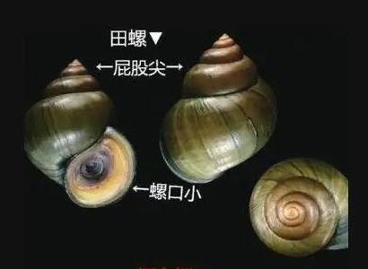 福壽螺和田螺的區(qū)別 福壽螺和田螺的區(qū)別