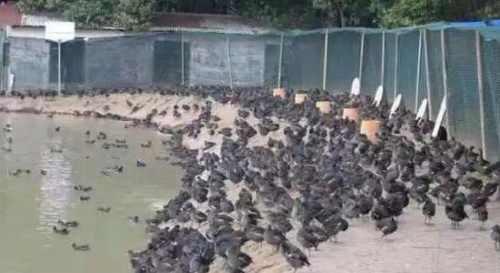 黑水雞養(yǎng)殖是騙局嗎