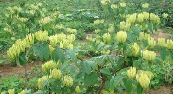 在農村山上種植什么收益快