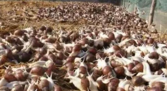 農(nóng)村十大暴利養(yǎng)殖項(xiàng)目