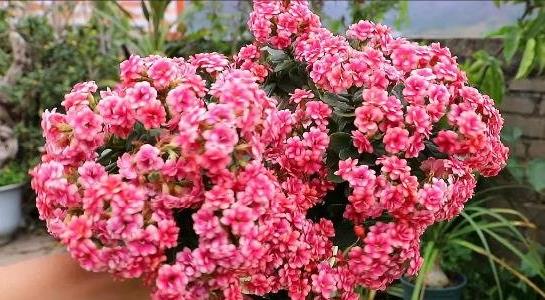 長壽花的養(yǎng)殖方法和注意事項(xiàng)