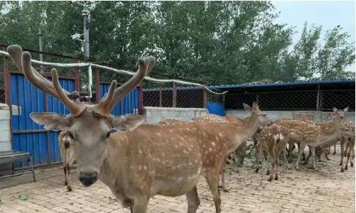 梅花鹿養(yǎng)殖成本和利潤(rùn)